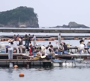 海上釣り堀 正徳丸